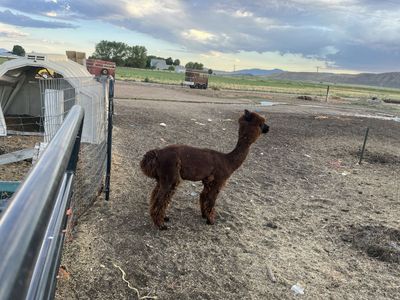 2 alpaca for sale- Full Huacaya