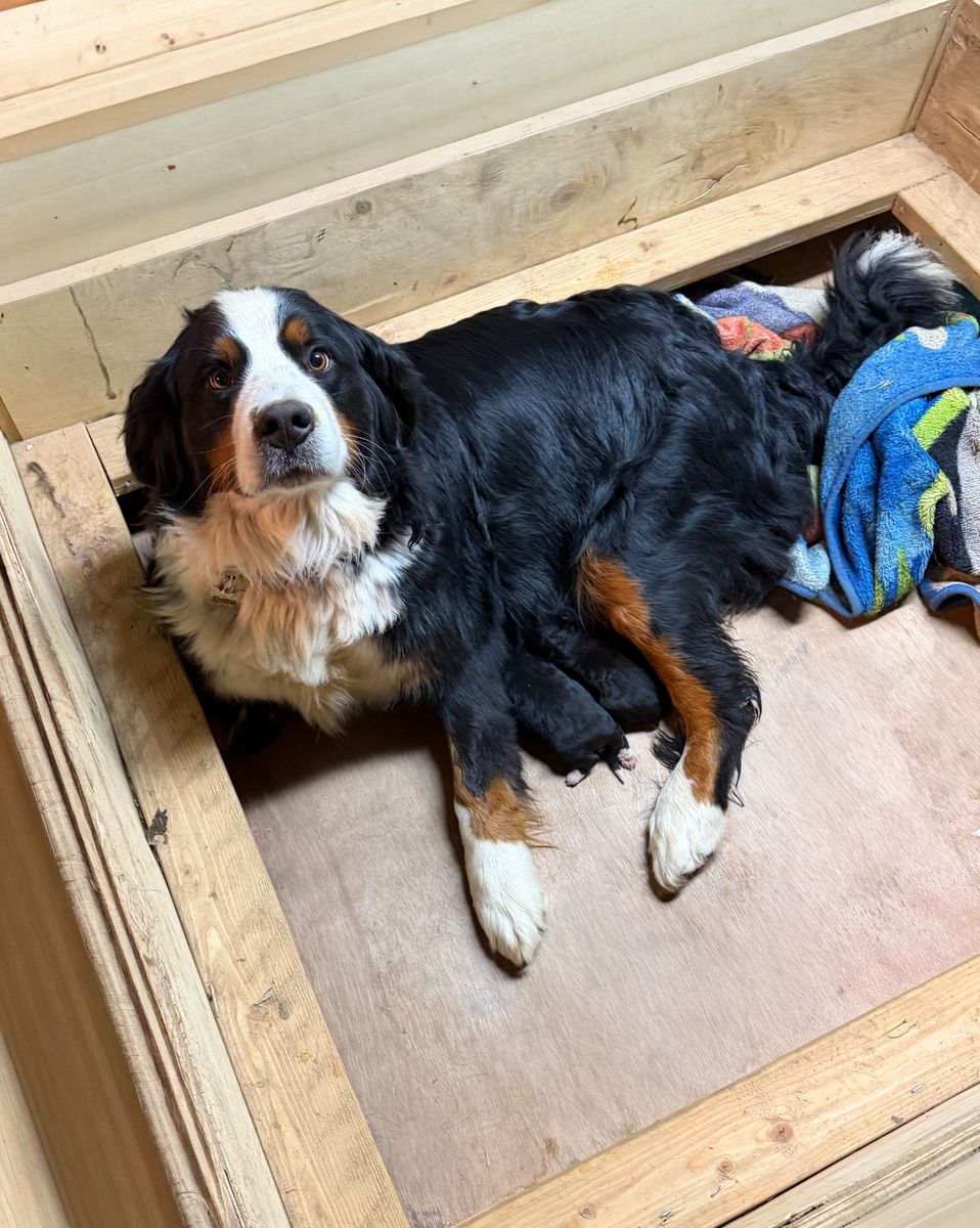 AKC Bernese Mountain Dog Girl