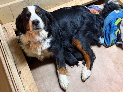 AKC Bernese Mountain Dog Girl
