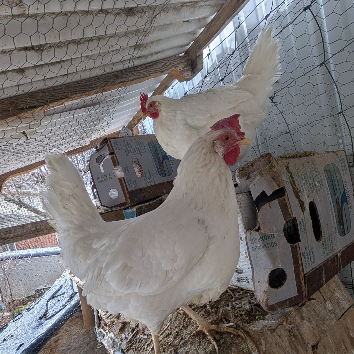 Young prolific layer chickens