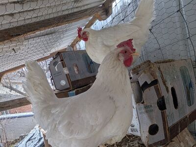 Young prolific layer chickens