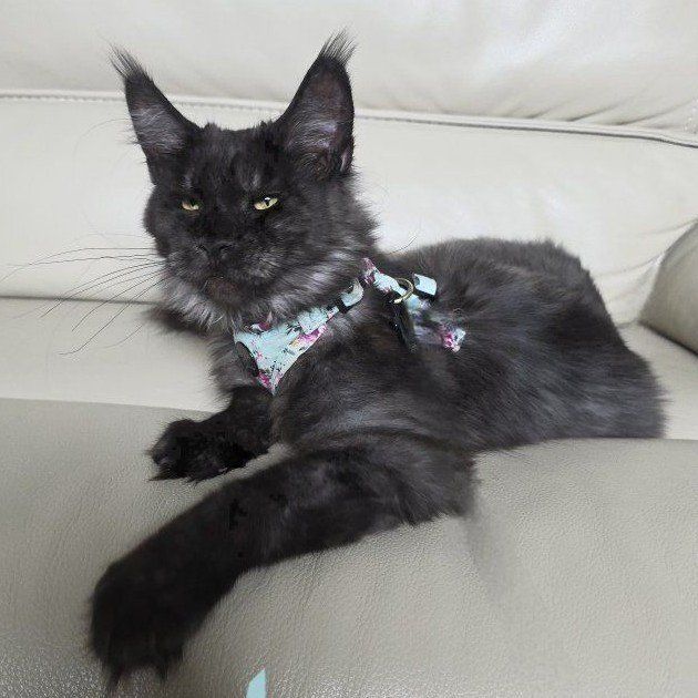 Maine Coon Purebred Black Smoke, Harold price drop