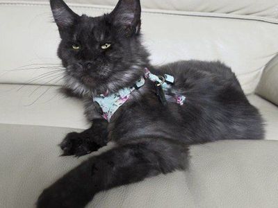 Maine Coon Purebred Black Smoke, Harold price drop