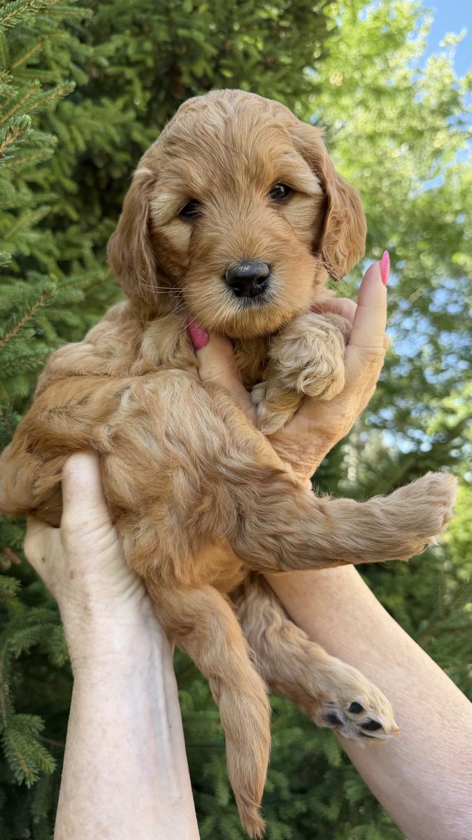 Medium Goldendoodle Puppies