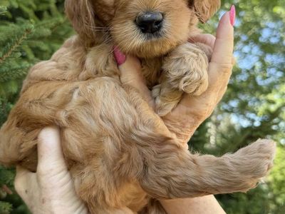 Medium Goldendoodle Puppies