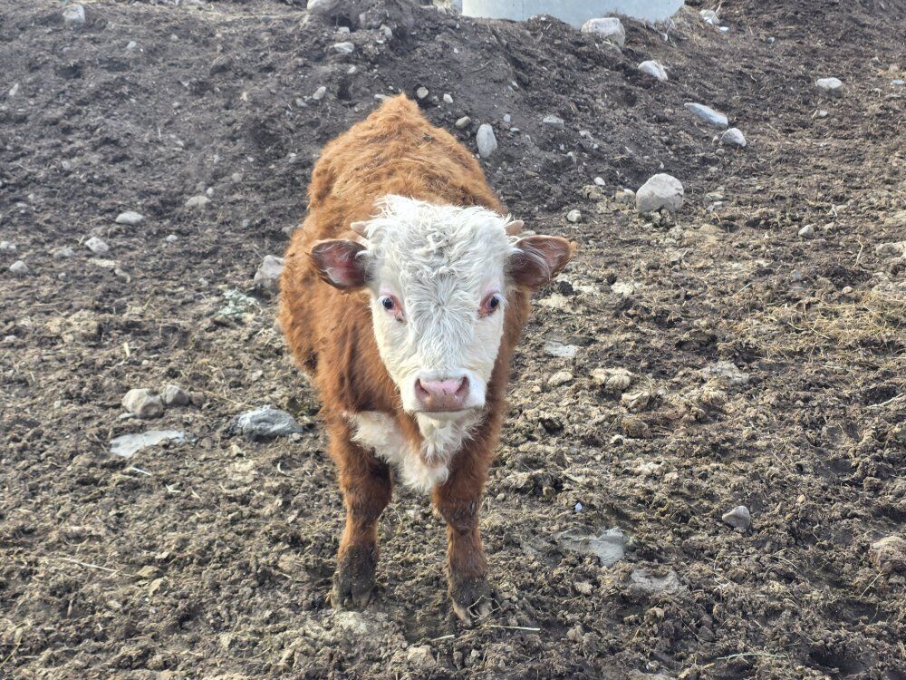 Cute Mini Hereford Steer