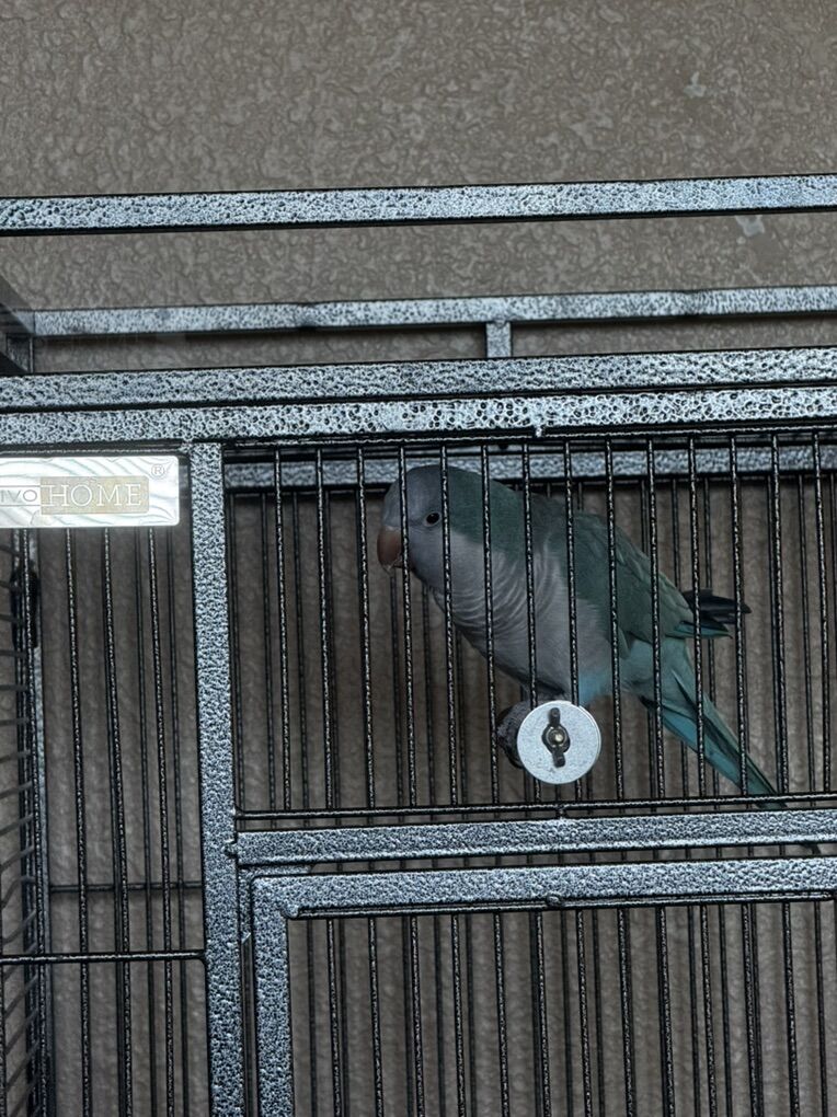 Quaker Parrot