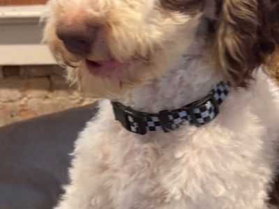 Sweet Bernedoodle puppy available now
