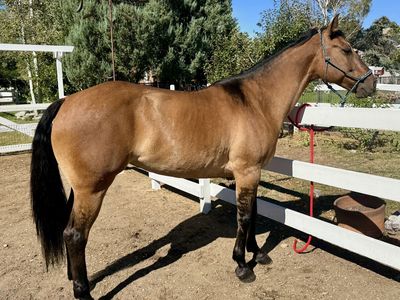 Registered 8 year old mare.
