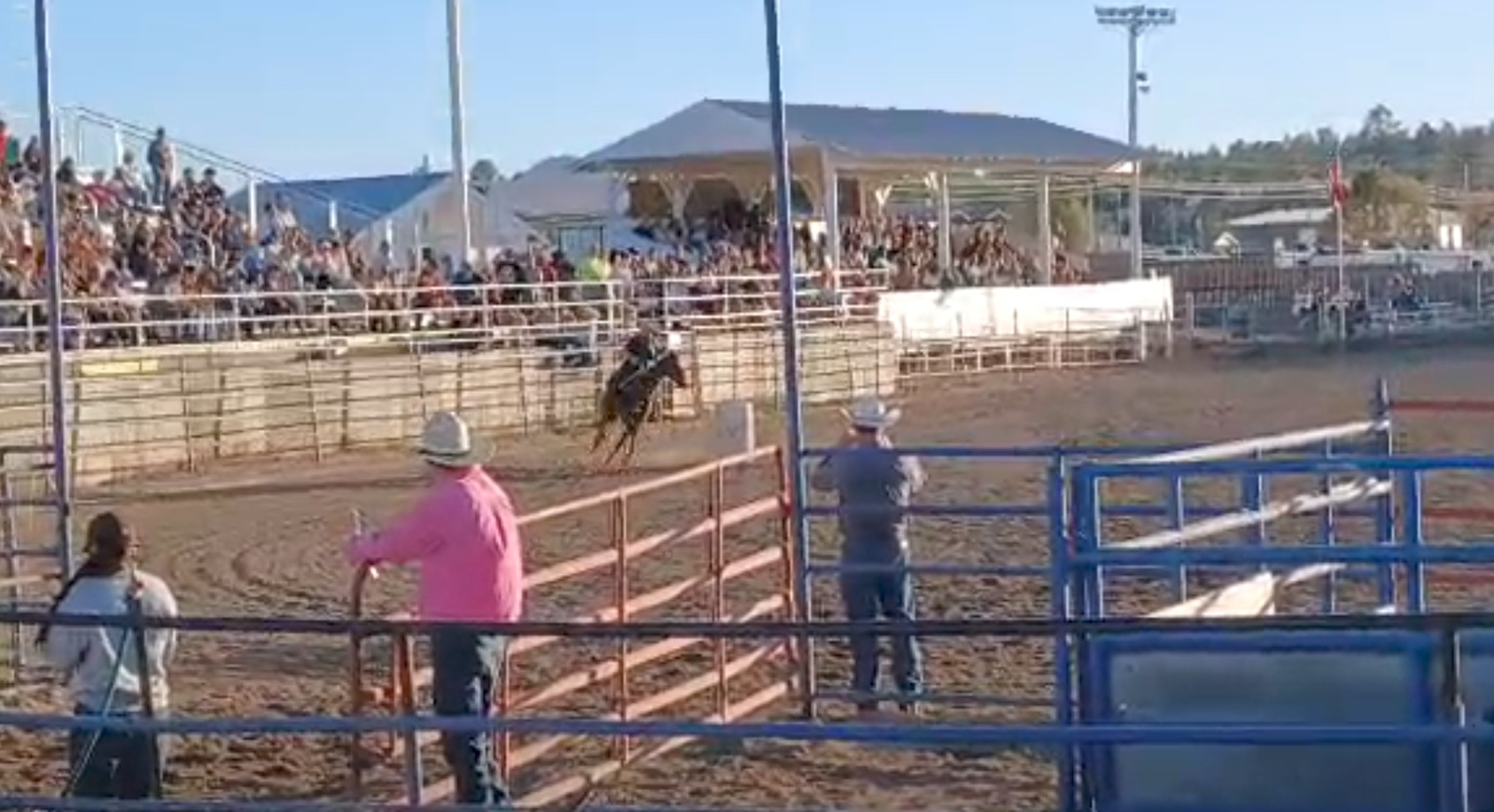 Aqha all around mare