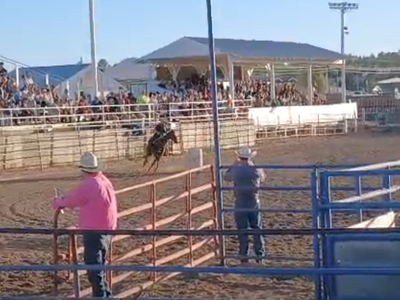 Aqha all around mare
