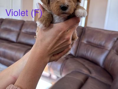 Therapy Temperament F1 Mini-Goldendoodle puppies