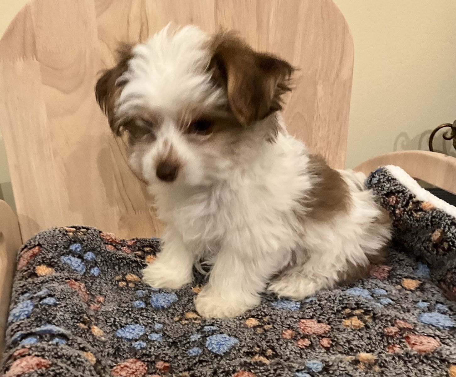 Yorkshire Terrier, Yorkie