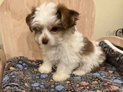 Yorkshire Terrier, Yorkie