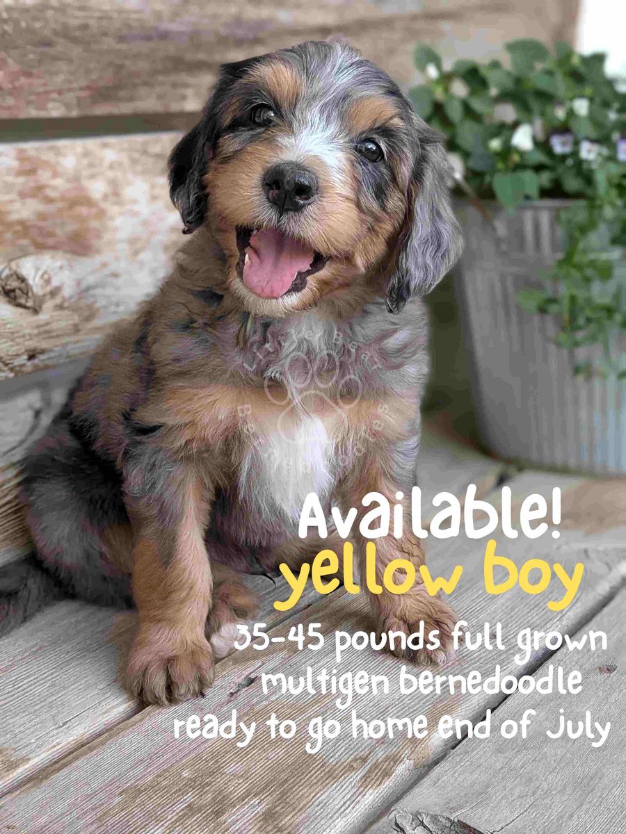 Mini Multigen Merle Bernedoodle Puppies