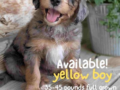Mini Multigen Merle Bernedoodle Puppies
