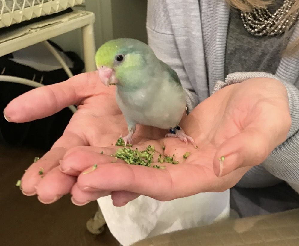 Parrotlet and cage