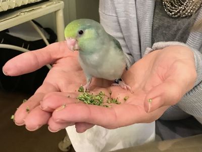 Parrotlet and cage