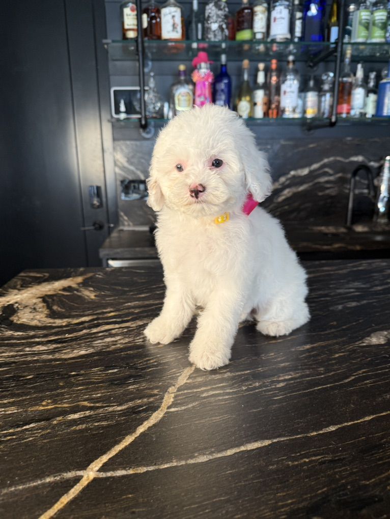 Darling Cavapoo Girls 9-12 Pounds Grown