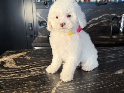 Darling Cavapoo Girls 9-12 Pounds Grown