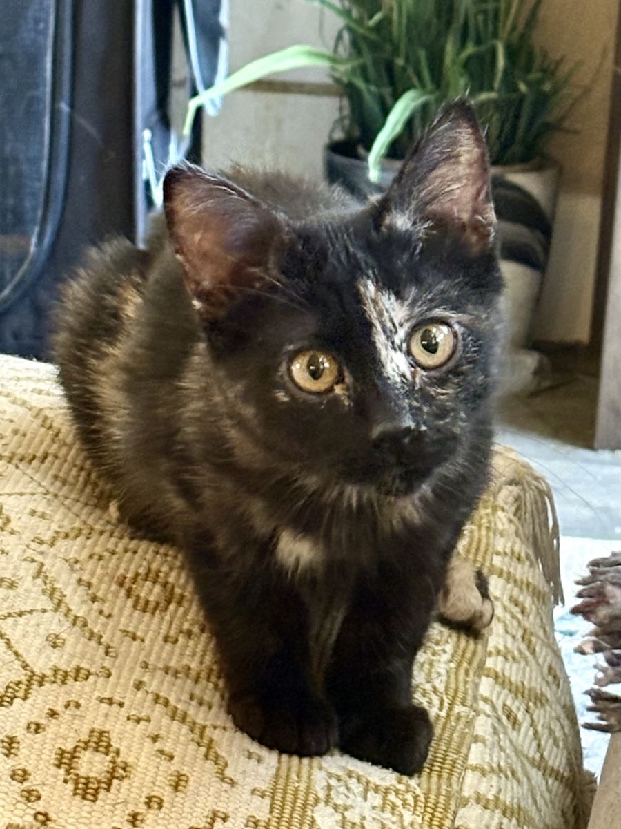 Adorable Tortie Female Kitten