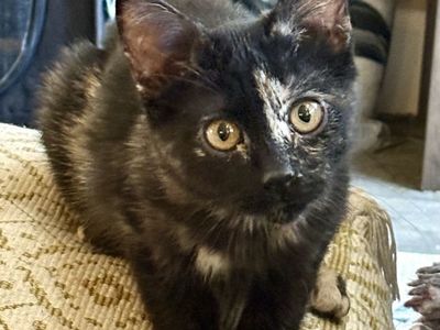 Adorable Tortie Female Kitten