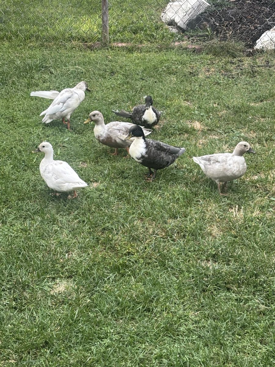 Call ducks 