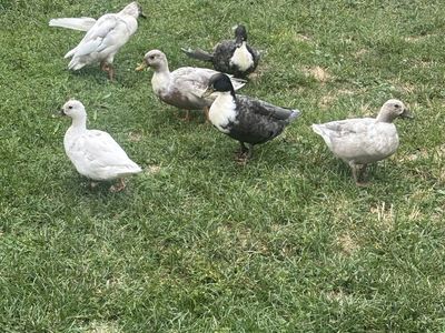 Call ducks