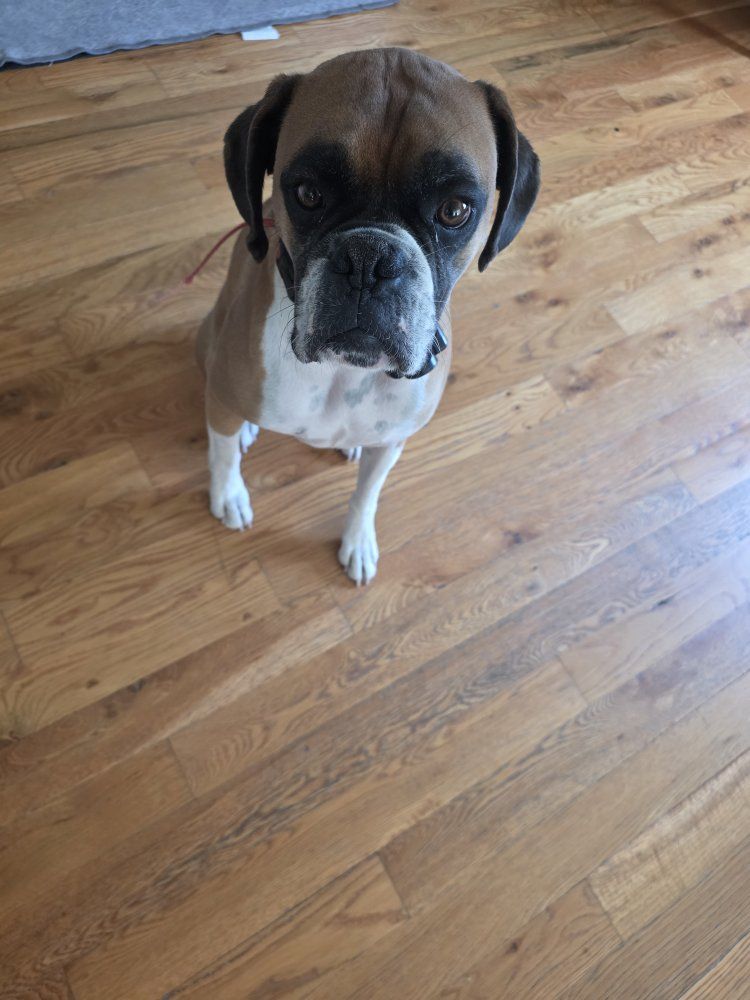 Male Boxer Needs A New Home