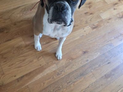 Male Boxer Needs A New Home