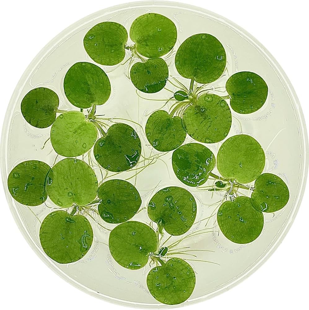 Amazon Frogbit 