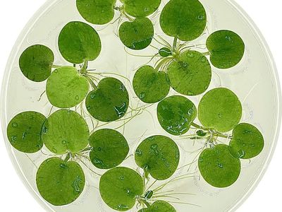 Amazon Frogbit
