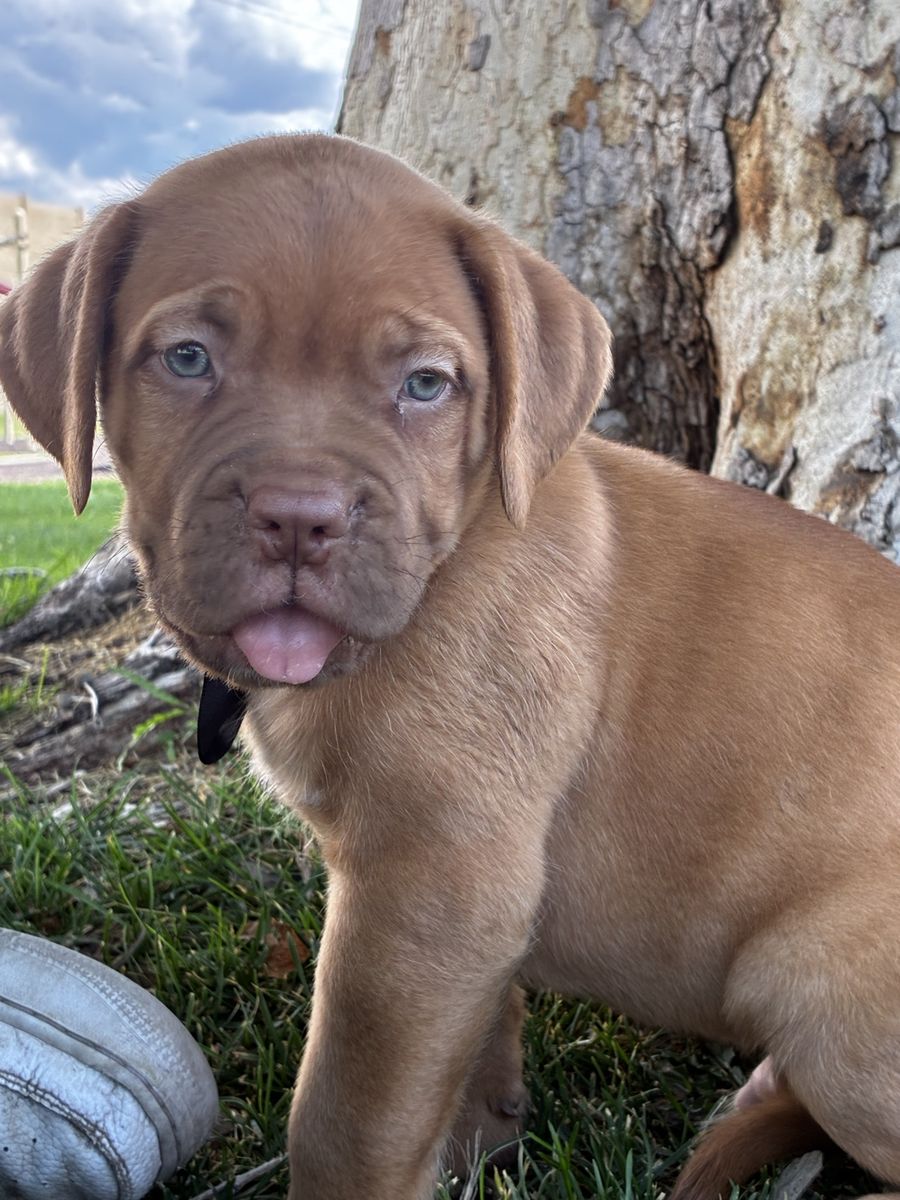 Two puppies French mastiff best of offer first come first serve