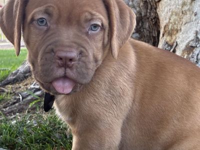 Two puppies French mastiff best of offer first come first serve