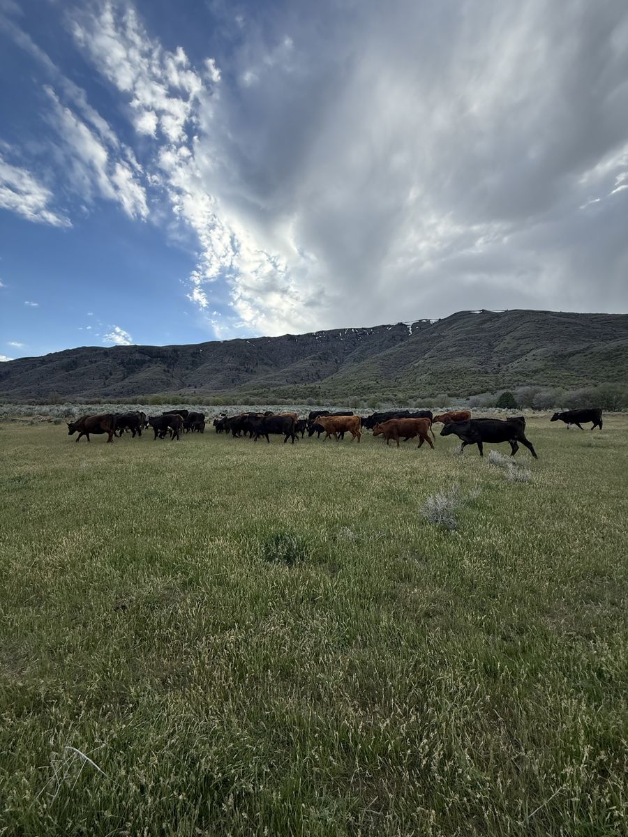 Cow/Calf Pairs