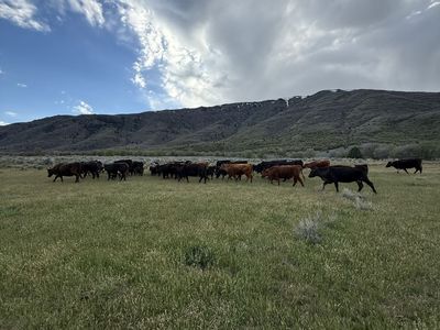 Cow/Calf Pairs