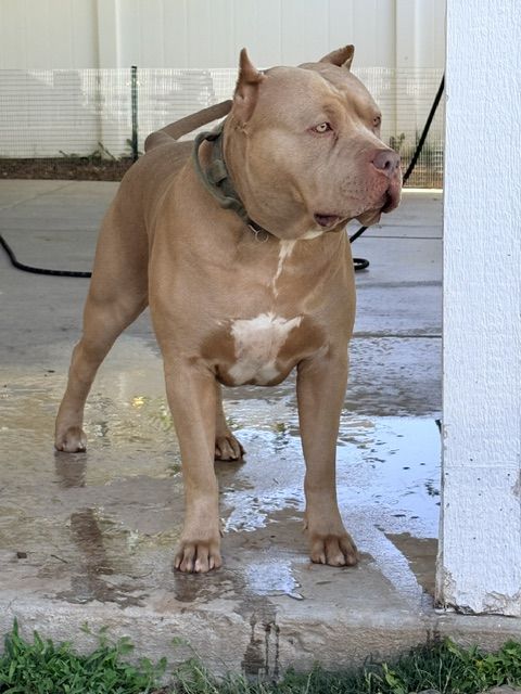 XL American Bully Stud FOR SALE!!