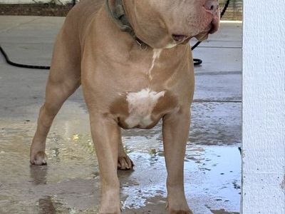 XL American Bully Stud FOR SALE!!