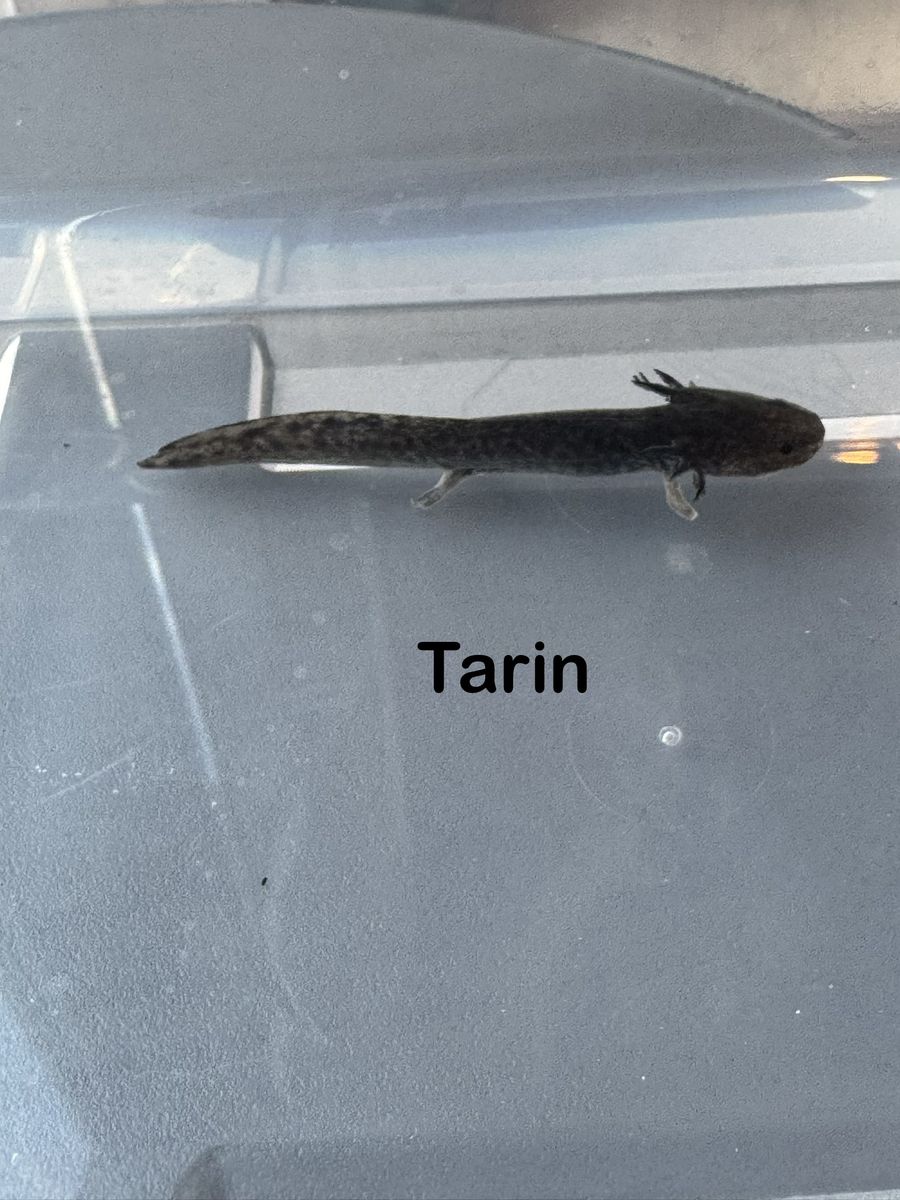 Axolotl juveniles