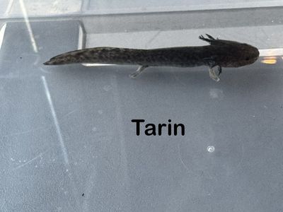 Axolotl juveniles
