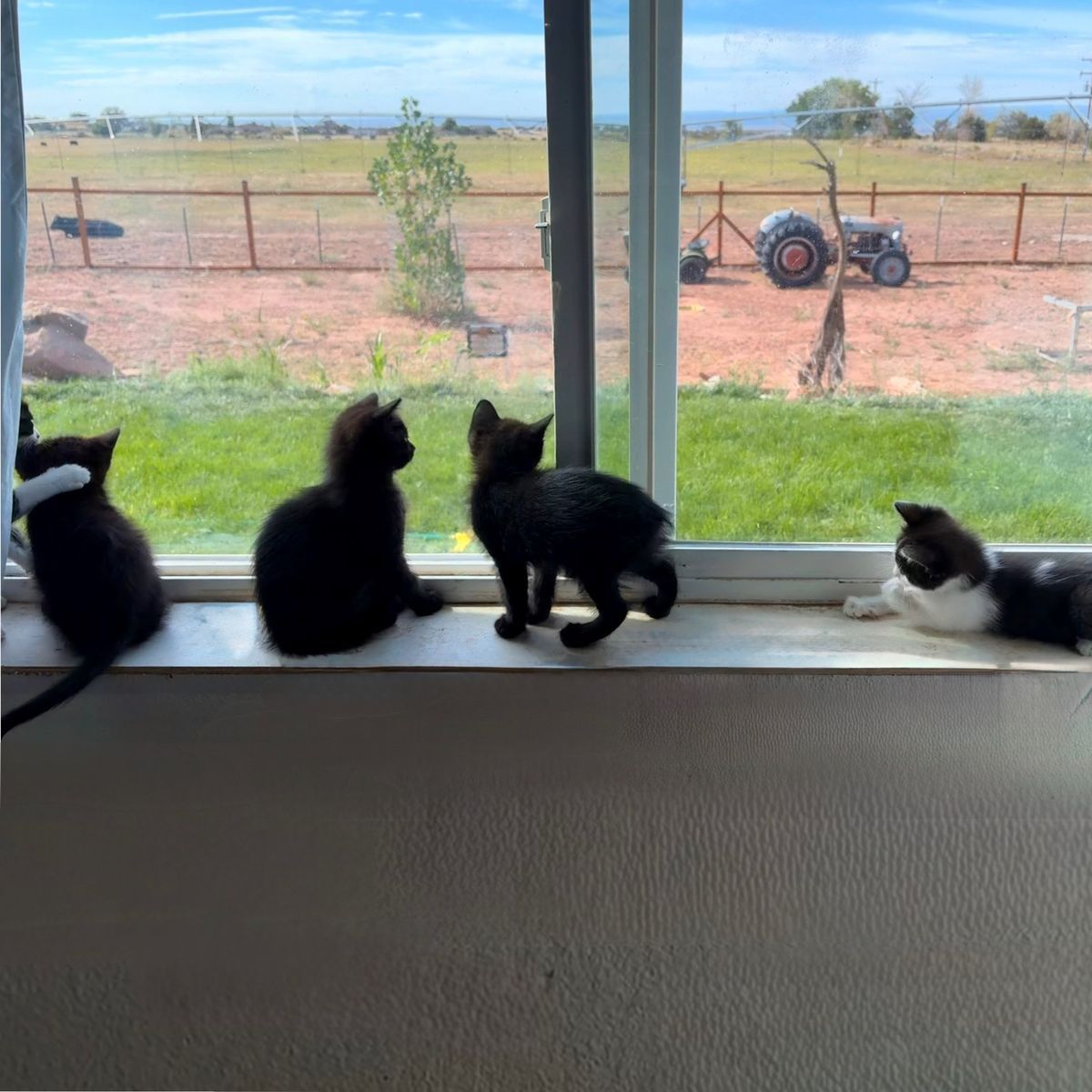 Manx Kittens!! Rumpy & Long Tails!