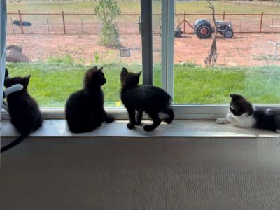 Manx Kittens!! Rumpy & Long Tails!