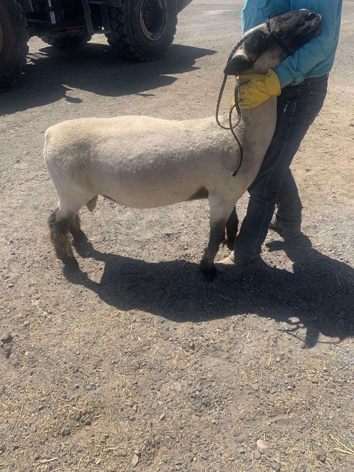 Club Ram (Will Trade)