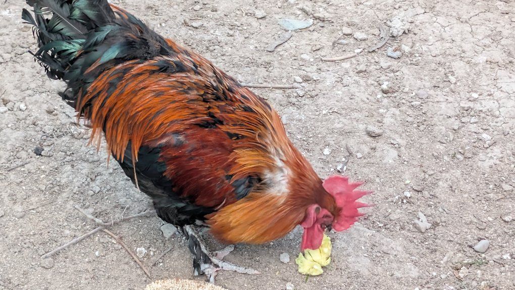Healthy Rooster - Farm Fresh Poultry
