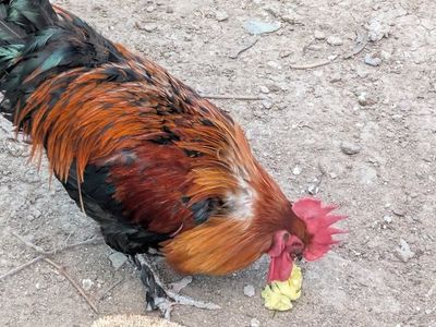 Healthy Rooster - Farm Fresh Poultry