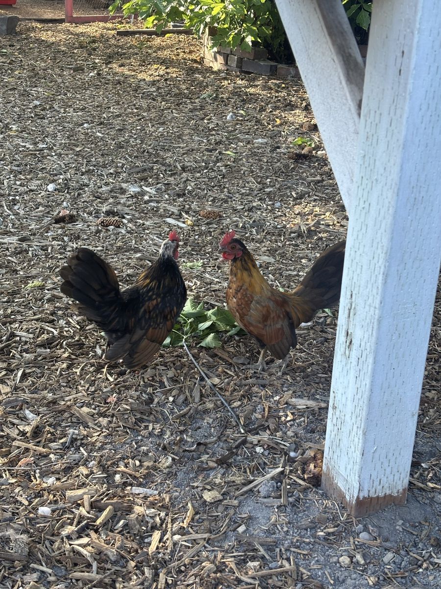 Serama Rooster pair