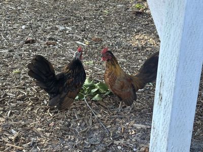 Serama Rooster pair