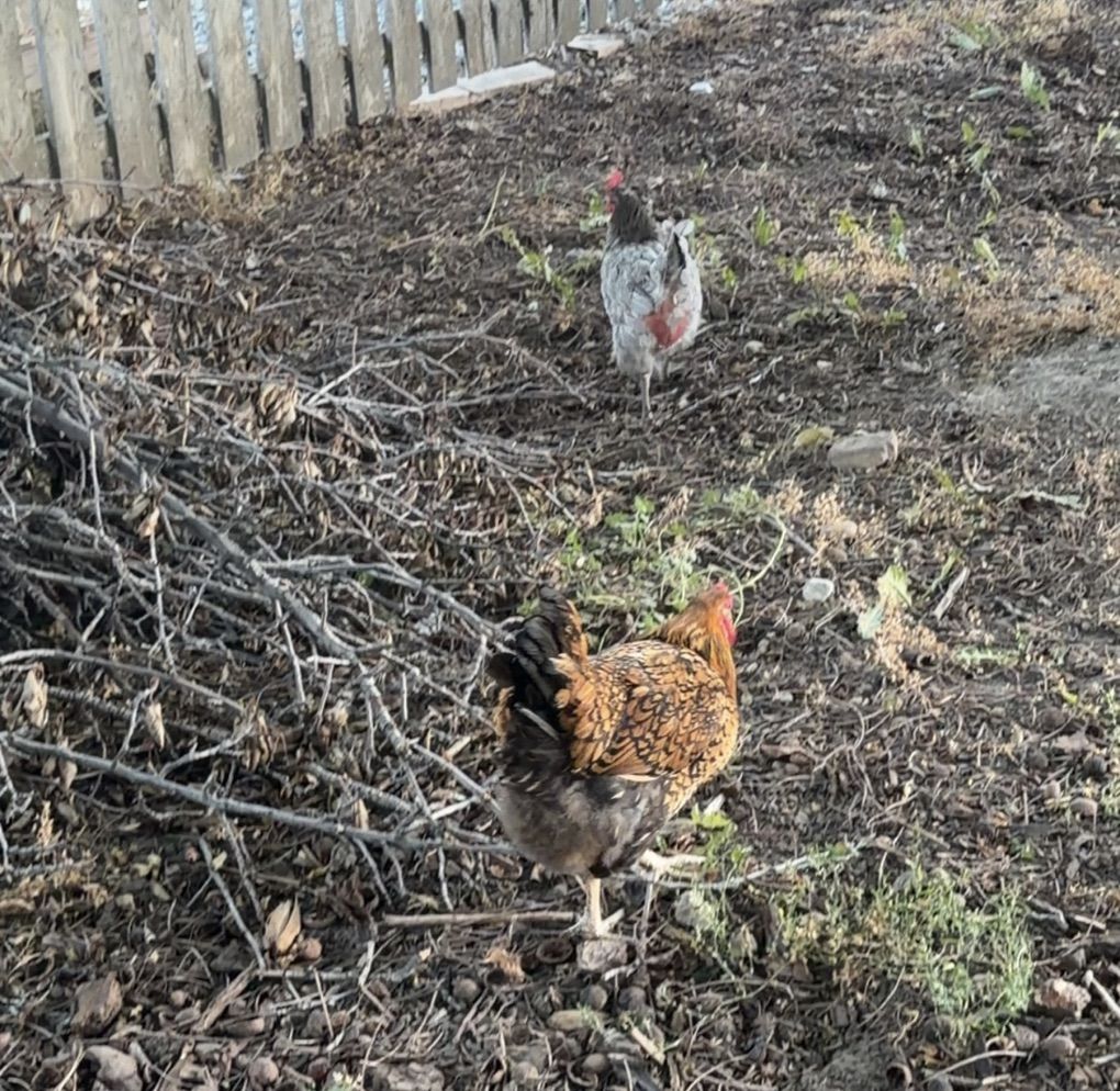 1 Year Old Chickens
