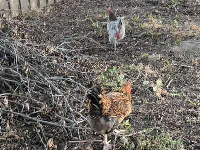 1 Year Old Chickens