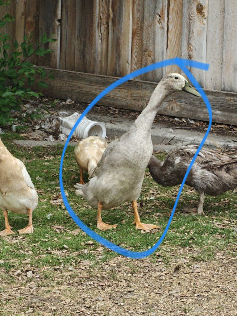 Indian Runner Ducks